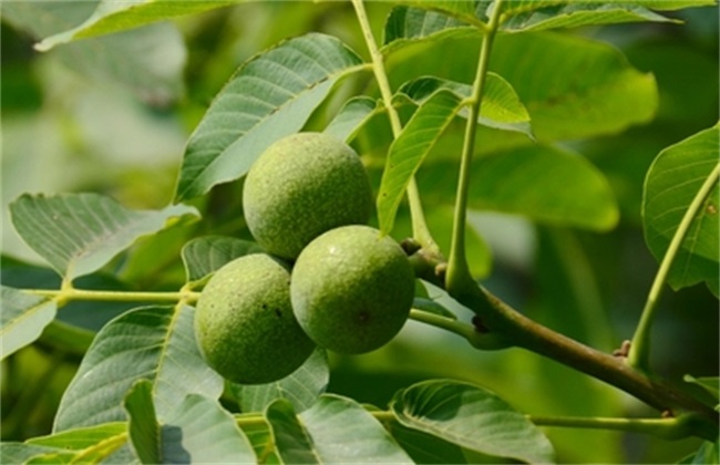 核桃 提高产量 方法