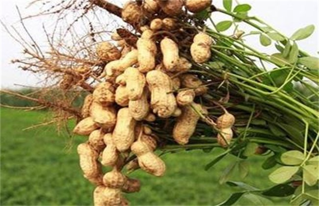 花生空壳的原因及解决方法