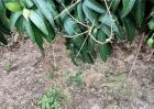 芒果落花落果的原因及防治方法