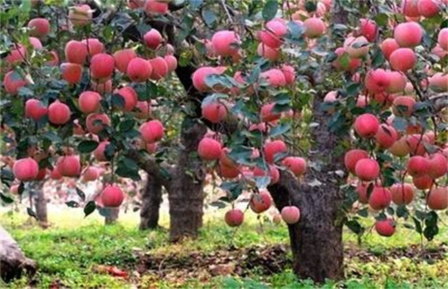 苹果树 烂根 原因