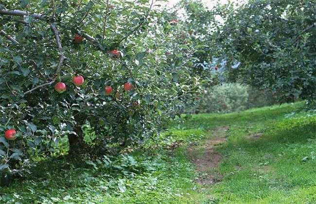 苹果树 烂根 原因