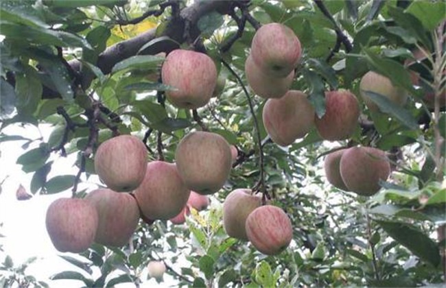 苹果树 烂根 原因
