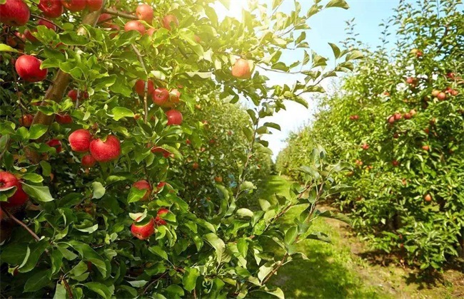 苹果树 烂根 原因