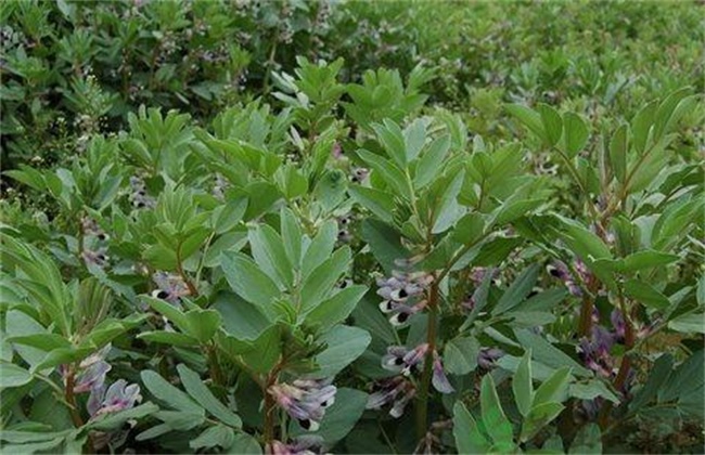 蚕豆缺钾的原因和解决方法