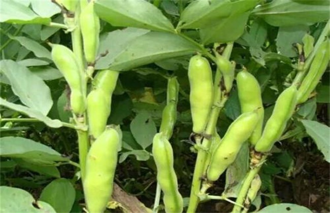 蚕豆缺钾的原因和解决方法