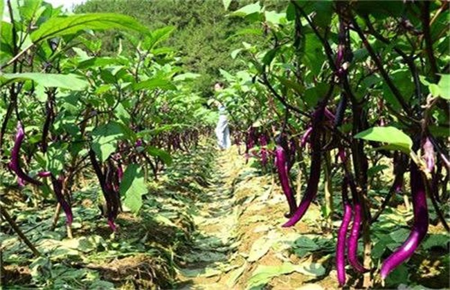 田间管理 茄子 种植