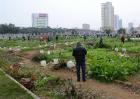 生菜高产施肥技术