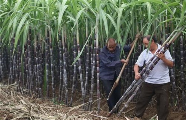甘蔗采收注意事项