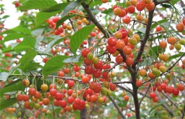 樱桃 种植 日常管理