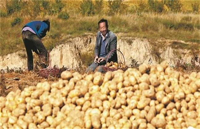 土豆 膨大期 怎么管理