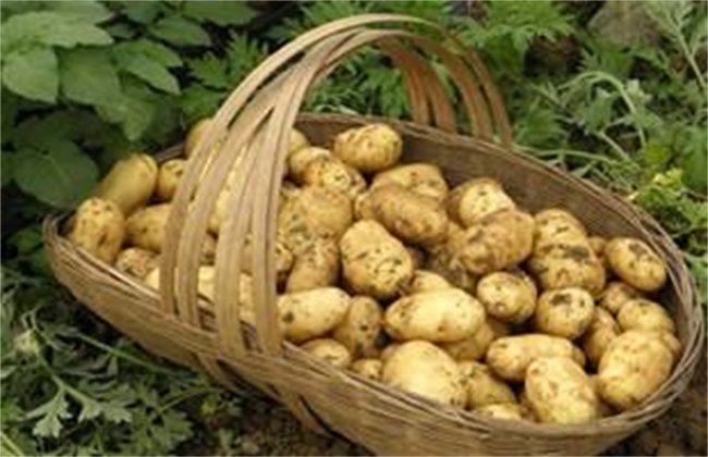 土豆 膨大期 怎么管理