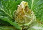 甘蓝种植病虫害的防治方法