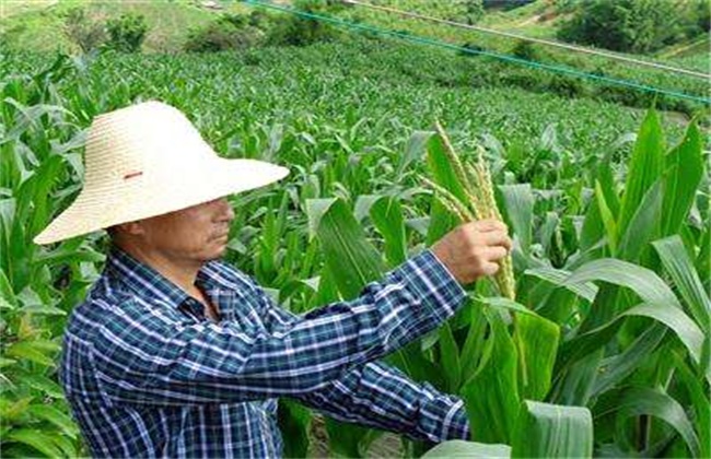 玉米去雄的方法及注意事项