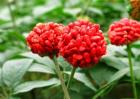 田七的种植方法