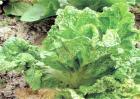 白菜蚜虫怎么办