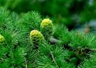 松子的种植方法