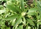苍术种植的注意事项