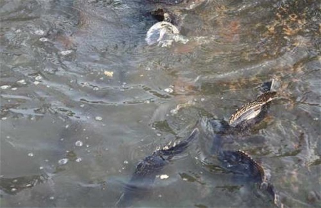 鳜鱼 秋季养殖 注意事项