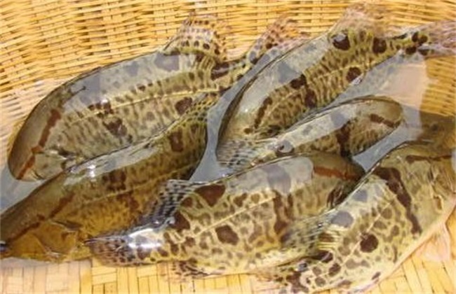 鳜鱼 秋季养殖 注意事项