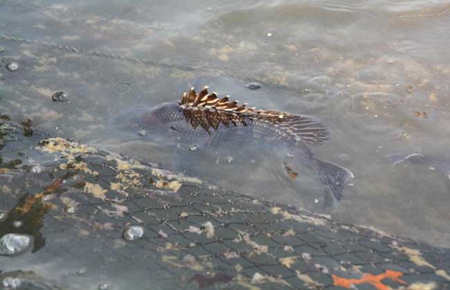 鳜鱼 秋季养殖 注意事项