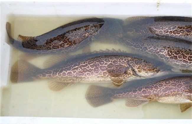 鳜鱼 秋季养殖 注意事项