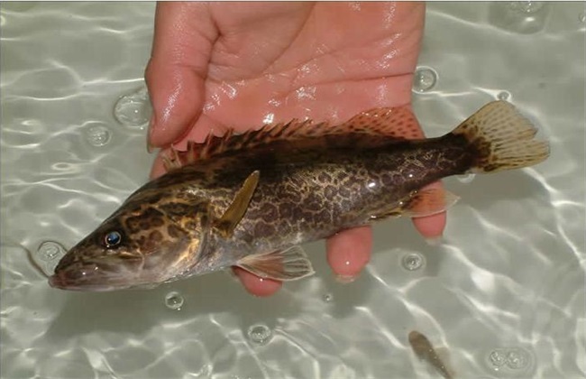 鳜鱼 秋季养殖 注意事项