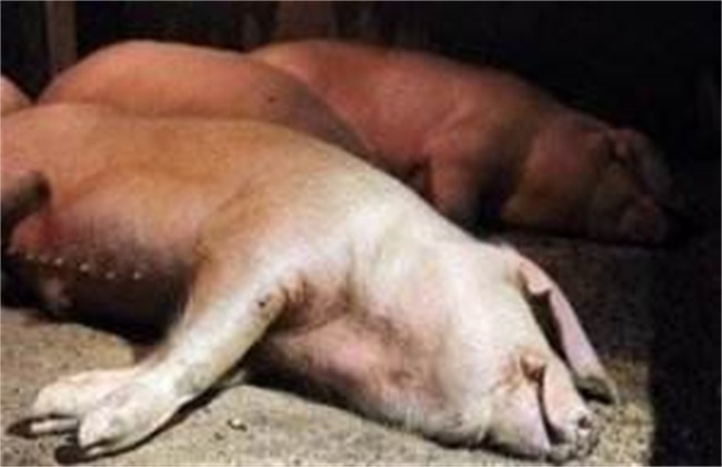 猪瘟 非洲猪瘟 差别