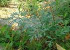 北方适合种植什么药材