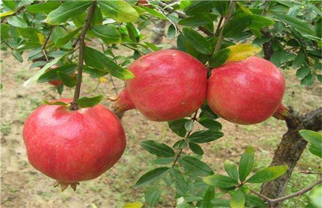 石榴 措施 保花保果