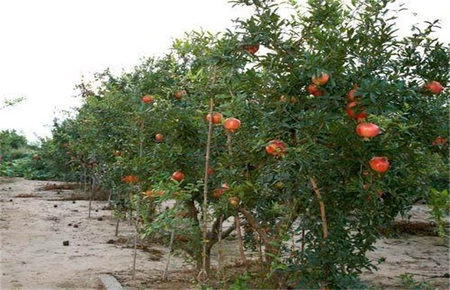 石榴 措施 保花保果
