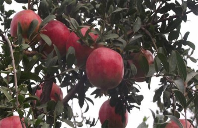 石榴 措施 保花保果