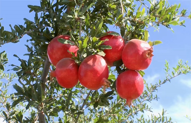 石榴 措施 保花保果