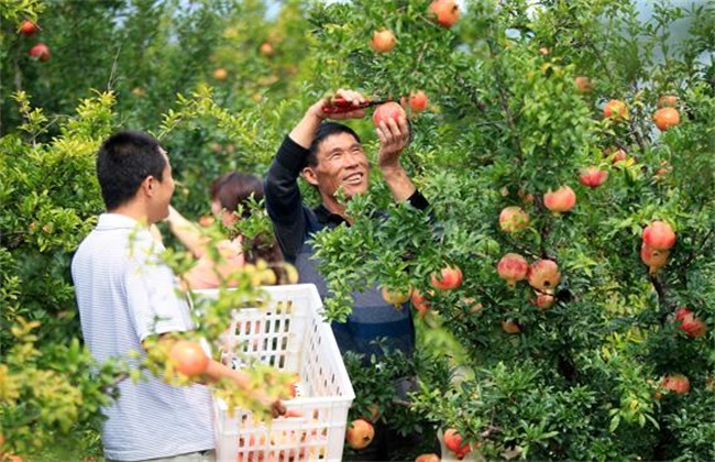 石榴 措施 保花保果