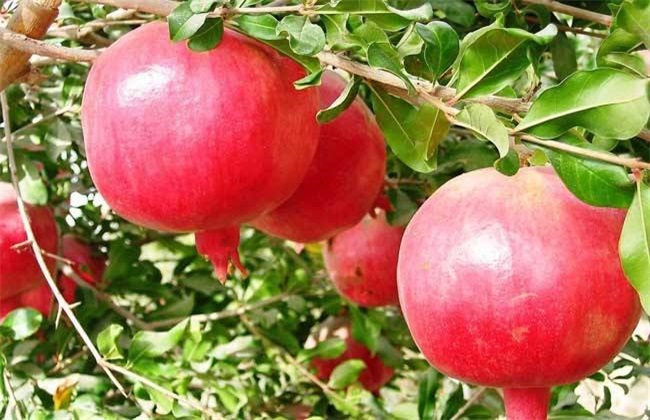 石榴 措施 保花保果