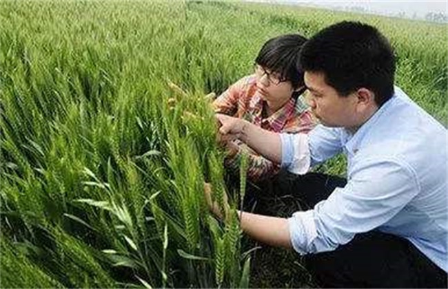 小麦 注意事项 播种