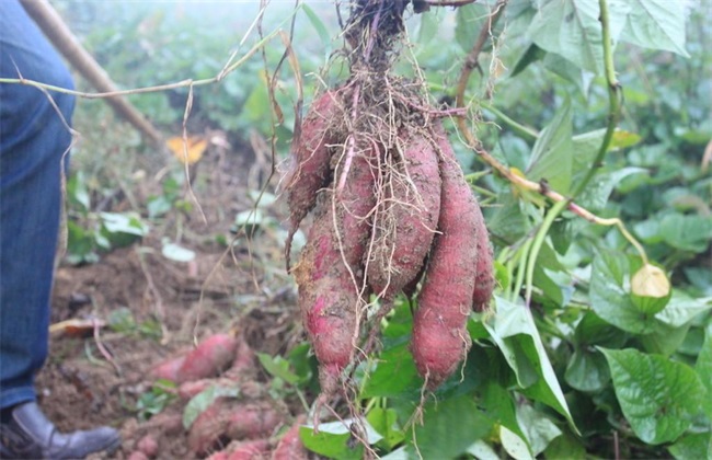 田间管理 紫薯 种植