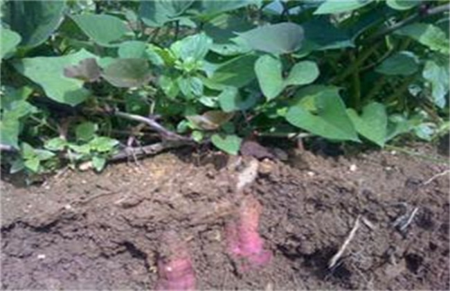 田间管理 紫薯 种植