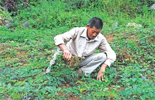 前胡的种植方法