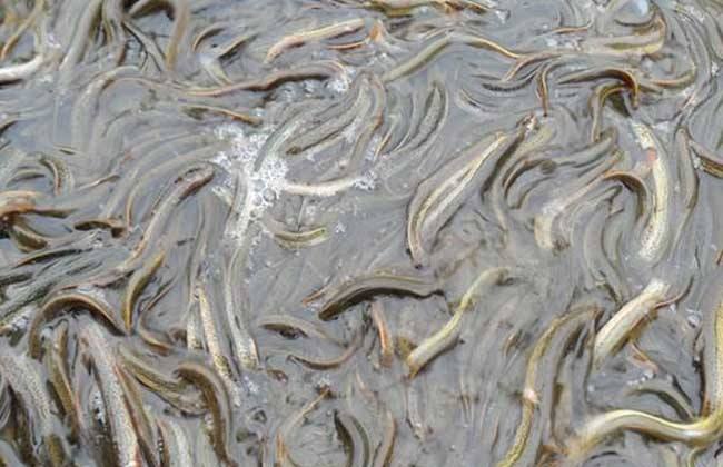 泥鳅 无土养殖 技术