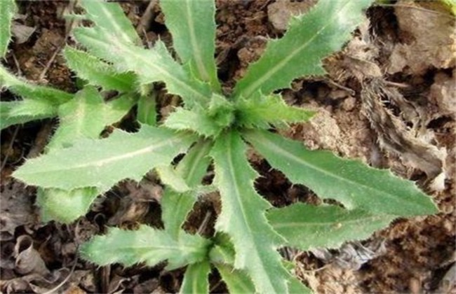刺儿菜 多少钱 一斤