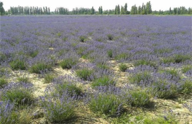 薰衣草怎么种植