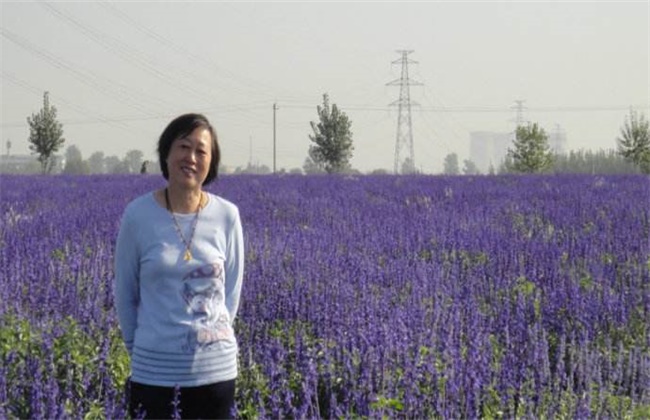 薰衣草怎么种植