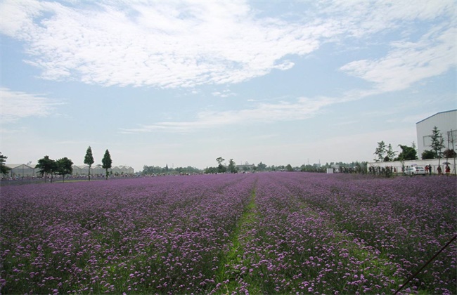 薰衣草怎么种植
