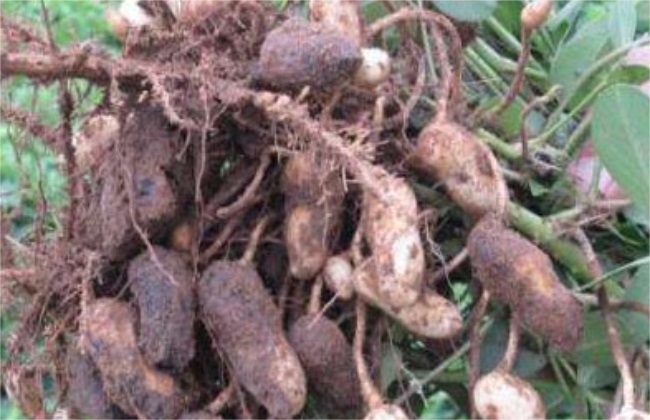 花生果腐病 症状 防治