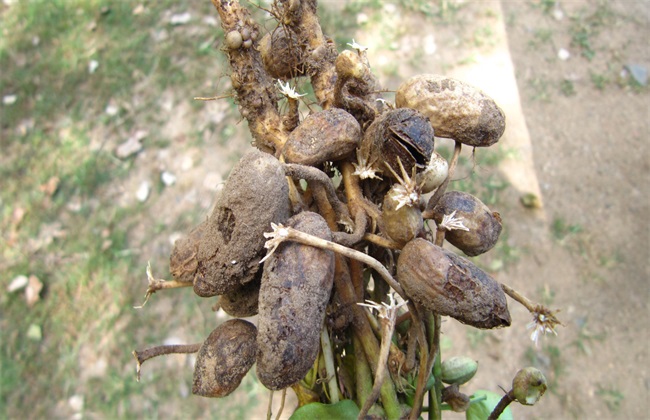 花生果腐病 症状 防治