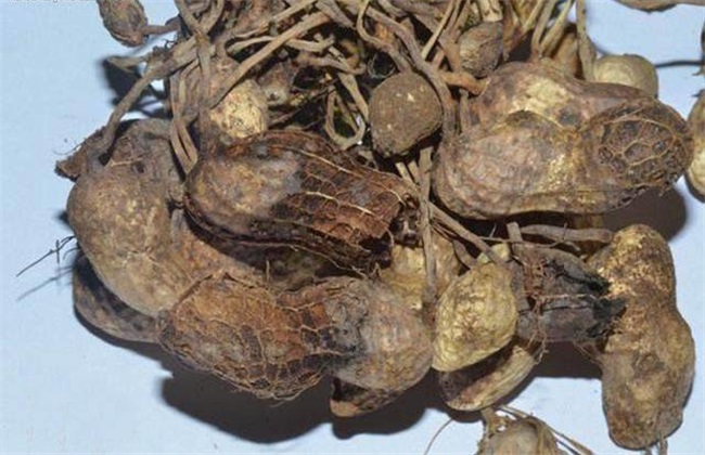 花生果腐病 症状 防治