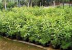 檀香的种植方法
