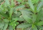 刺儿菜怎么种
