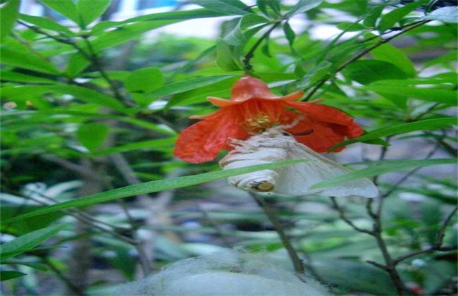 石榴茎窗蛾