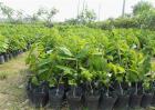 释迦果树种植方法